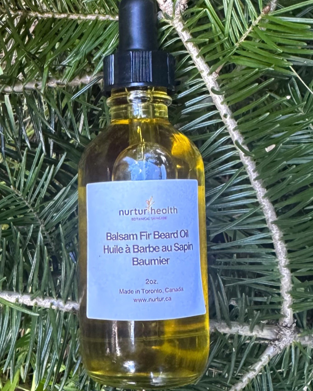 The bottle resting in the branches of a balsam fir