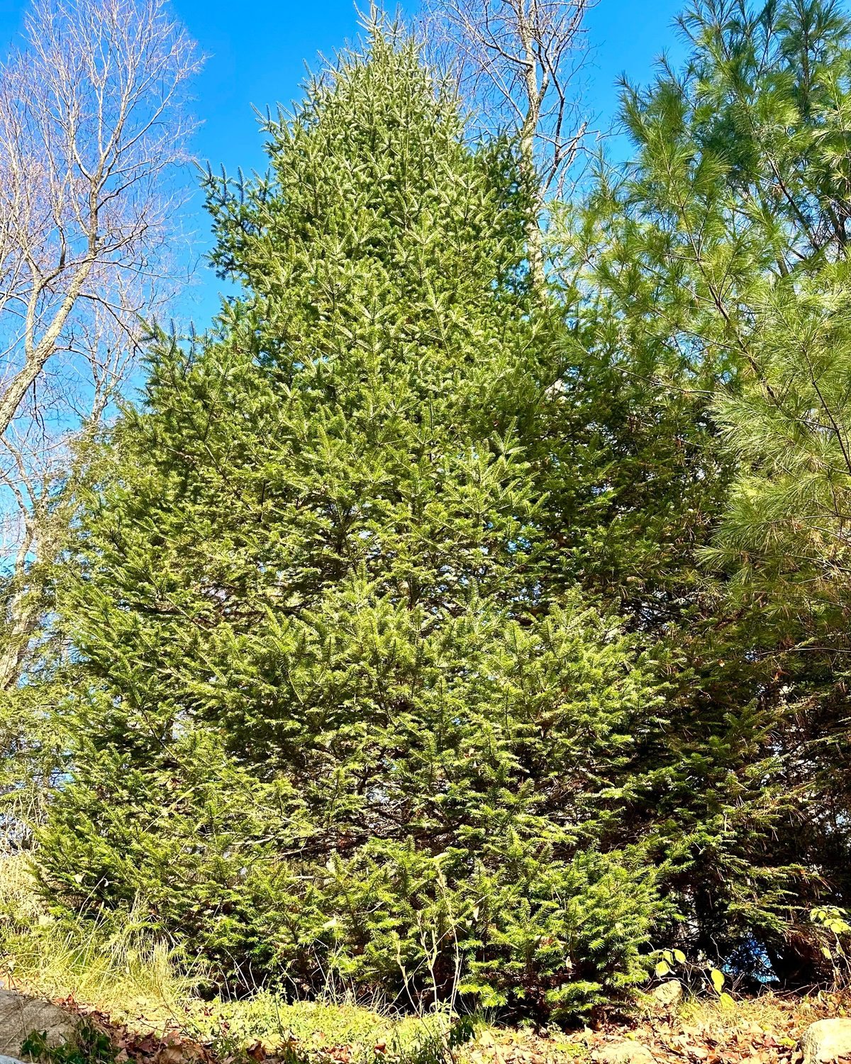 Balsam Fir Herbal Oil