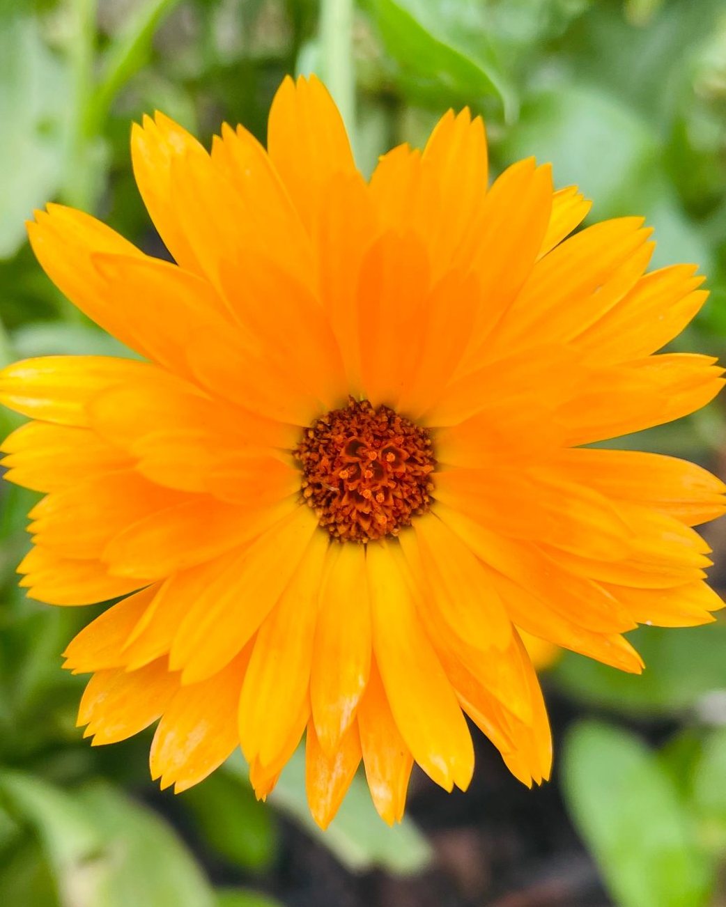 Calendula Salve