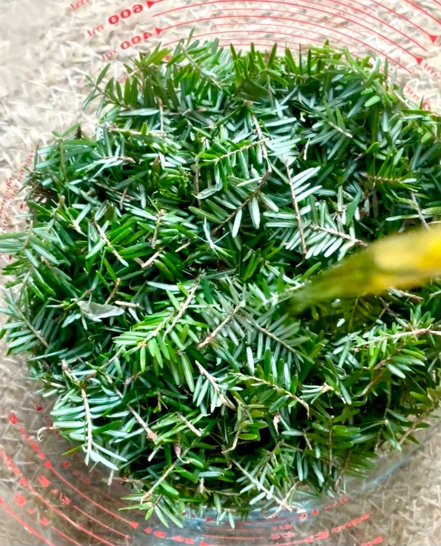 Evergreen Lip Balm