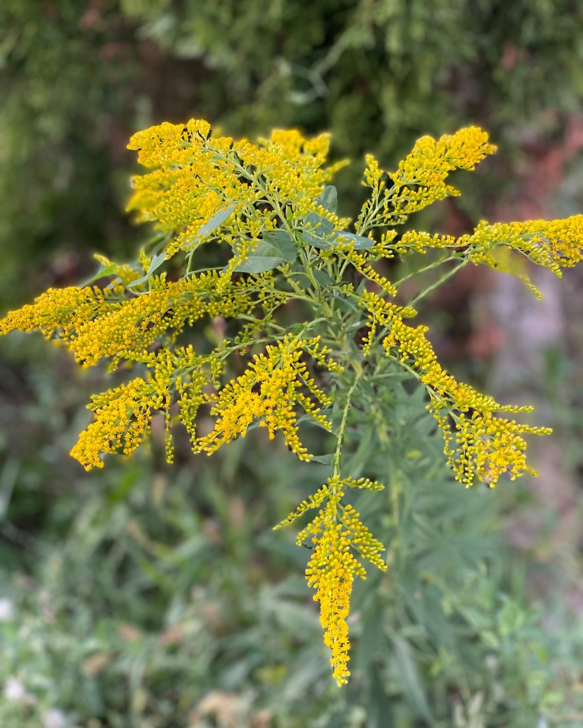 Goldenrod Herbal Oil