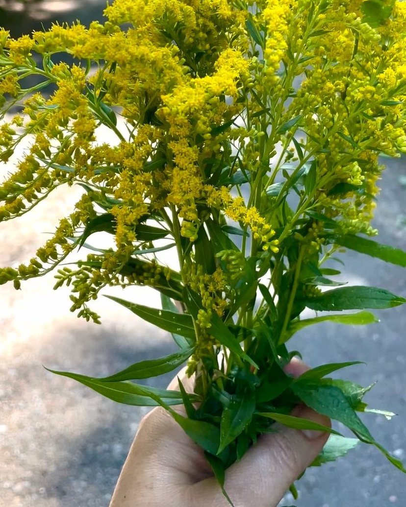 Goldenrod Herbal Oil
