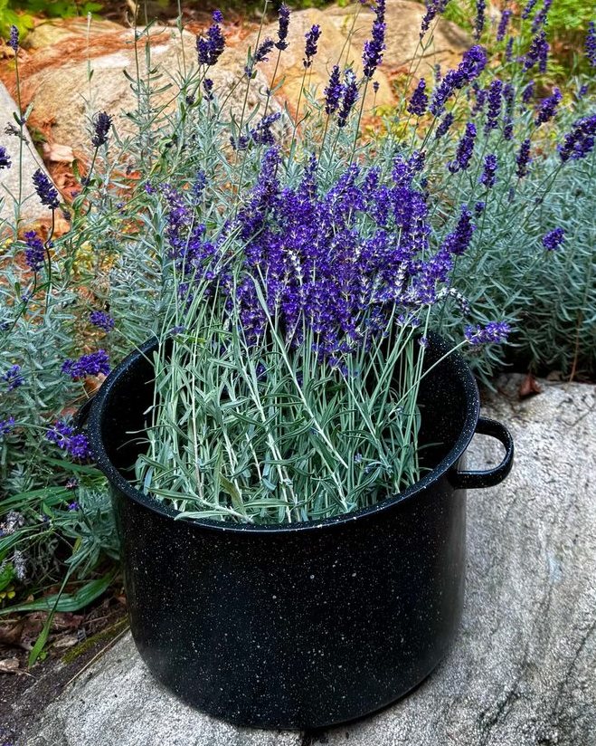 Lavender Herbal Oil