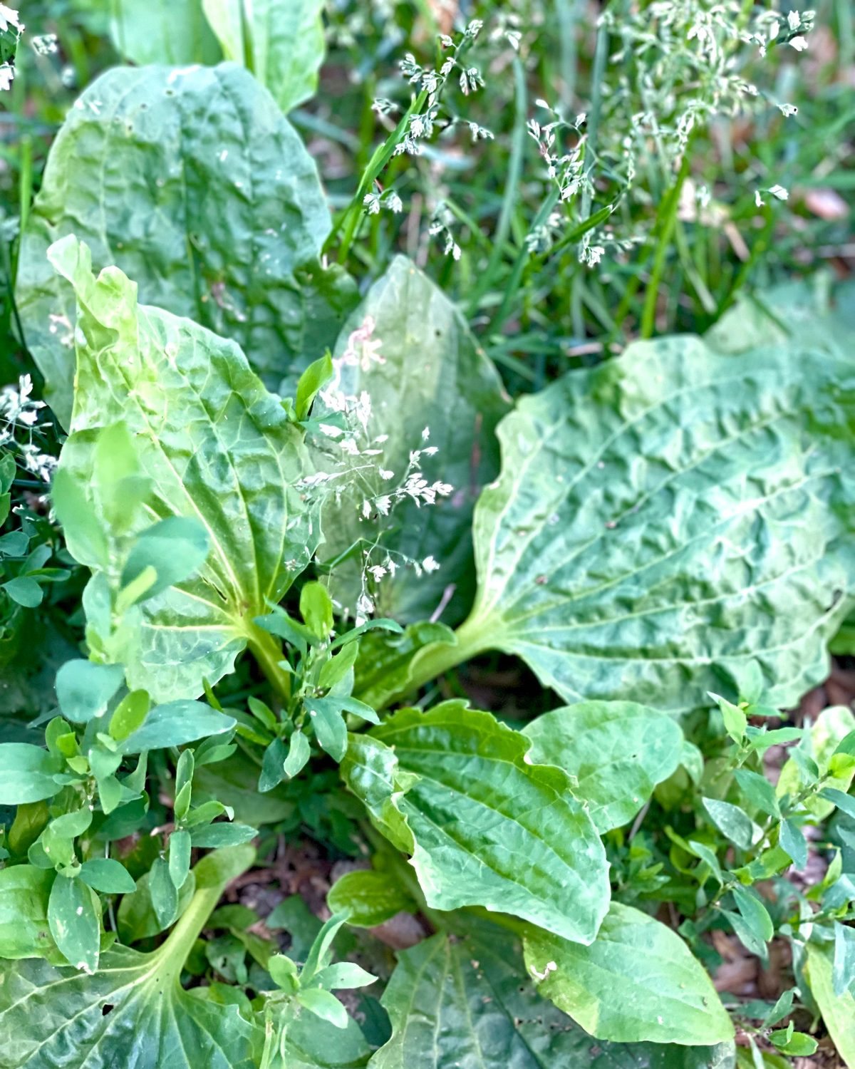 Plantain Leaf Herbal Oil
