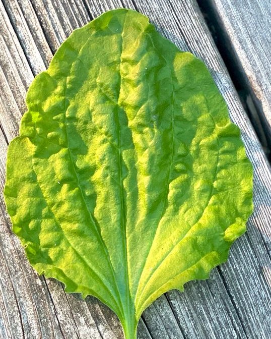 Plantain Leaf Herbal Oil