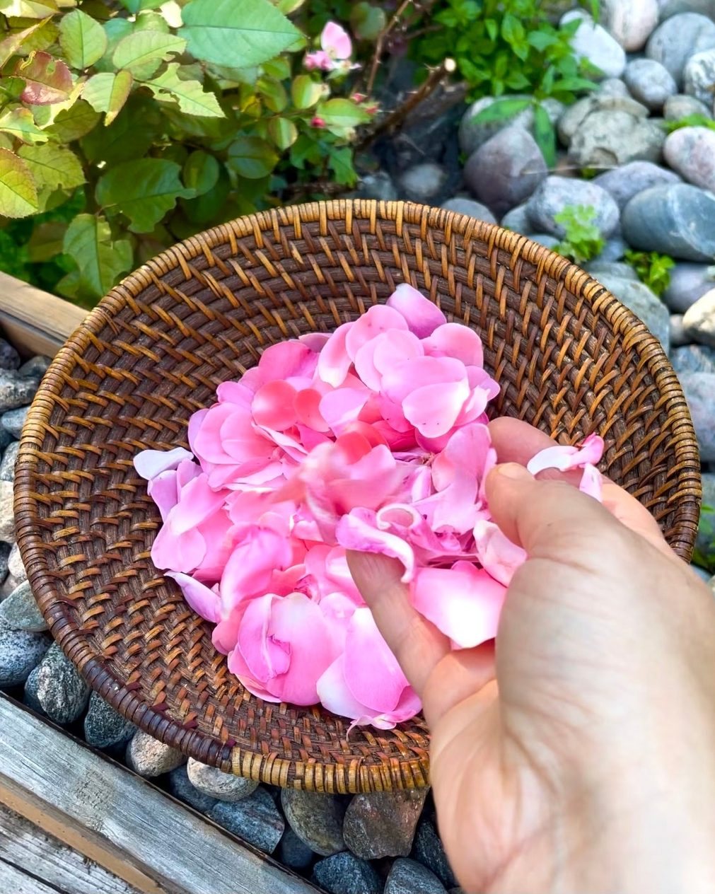 Botanical Face Oil Serum Triple Rose