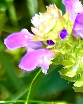 Self-Heal Herbal Oil