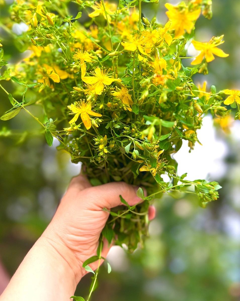 St. John's Wort Salve