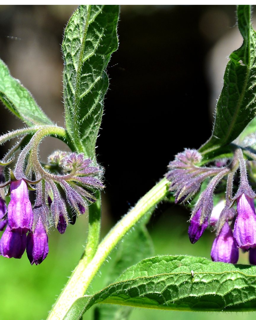 Comfrey Herbal Oil